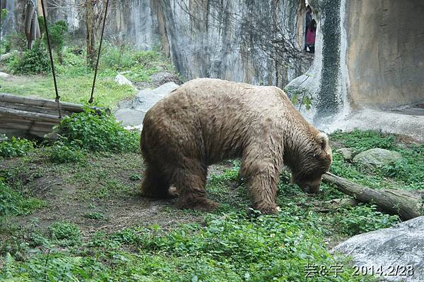 台北動物園32.JPG