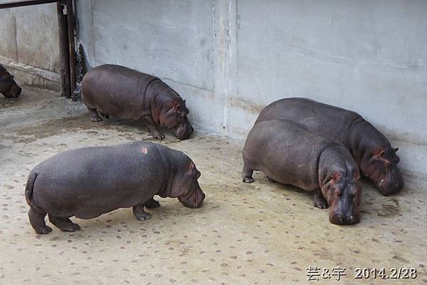 台北動物園39.JPG