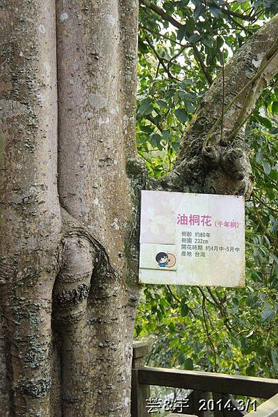 歇心茶樓  藤坪步道27.JPG