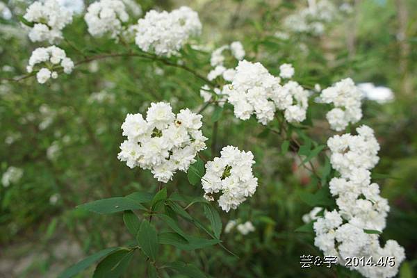 紅磚屋及6號花園99.JPG