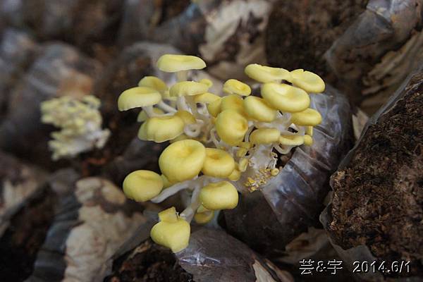 阿亮香菇園+天下第一菇14.JPG