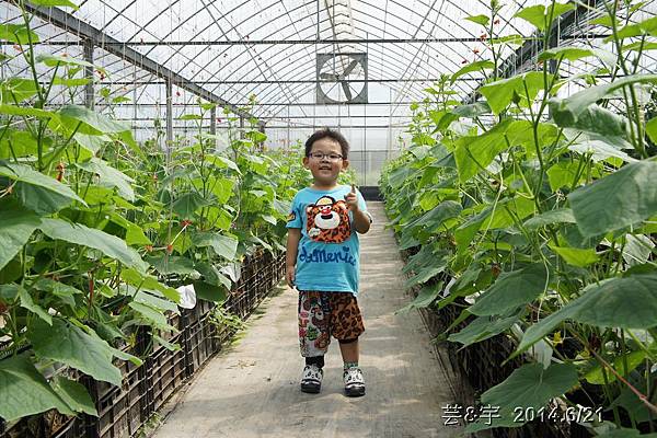 聞香下馬+山腳國小+苑裡稻田彩繪+藺草草博物館+愛情果園134.JPG