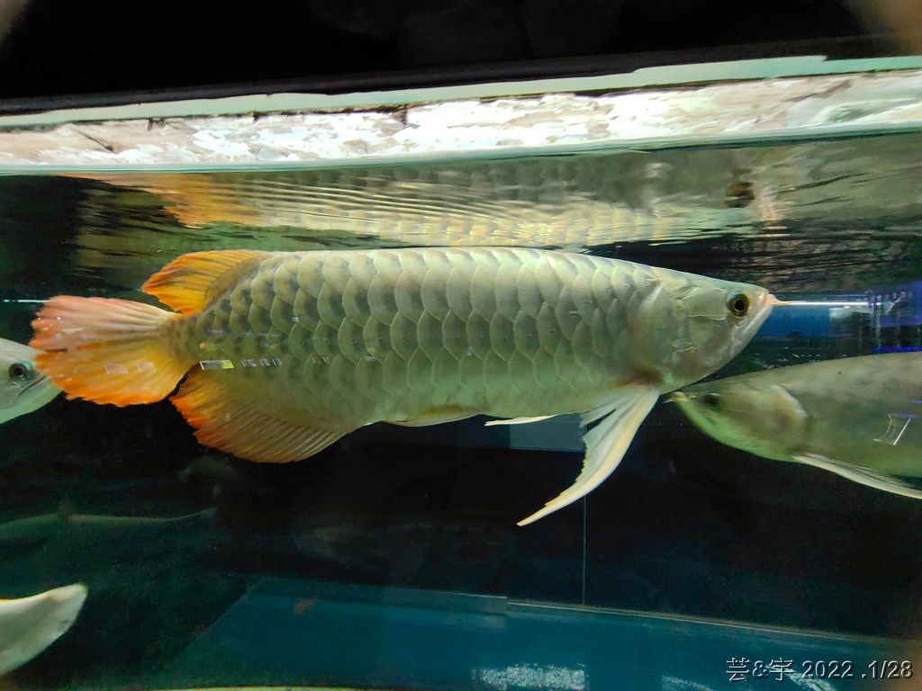 屏東長治 の 農業生物科技園區觀賞水族展示廳  ~認識淡、海