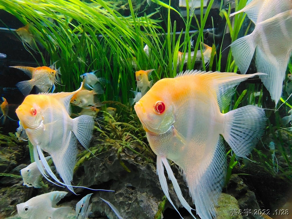 屏東長治 の 農業生物科技園區觀賞水族展示廳  ~認識淡、海