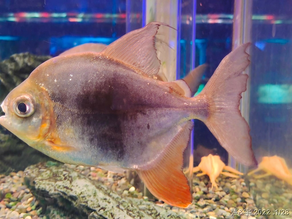 屏東長治 の 農業生物科技園區觀賞水族展示廳  ~認識淡、海