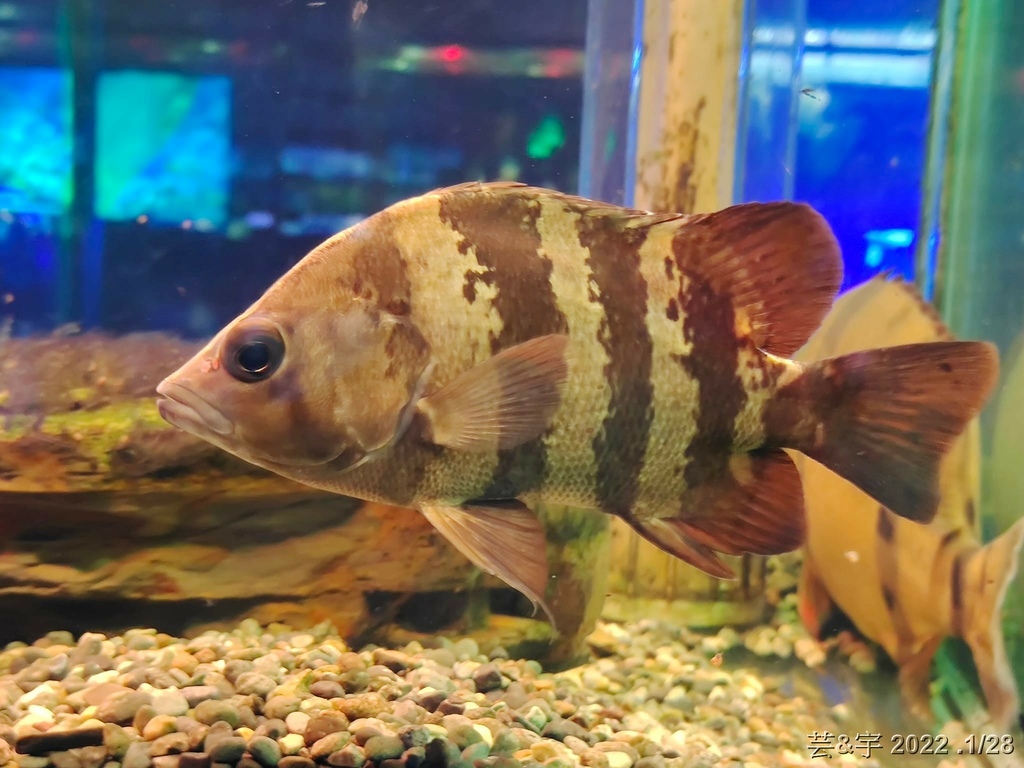 屏東長治 の 農業生物科技園區觀賞水族展示廳  ~認識淡、海