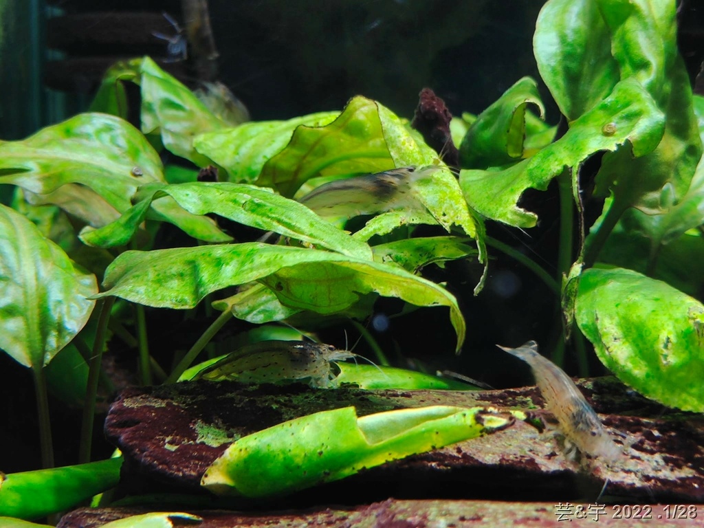 屏東長治 の 農業生物科技園區觀賞水族展示廳  ~認識淡、海