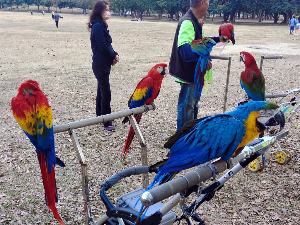 高雄鳳山.苓雅 の 衛武營都會公園巧遇鸚鵡鳥聚