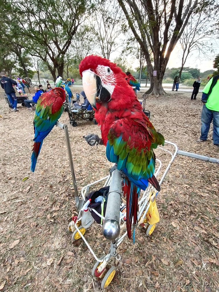 高雄鳳山.苓雅 の 衛武營都會公園巧遇鸚鵡鳥聚