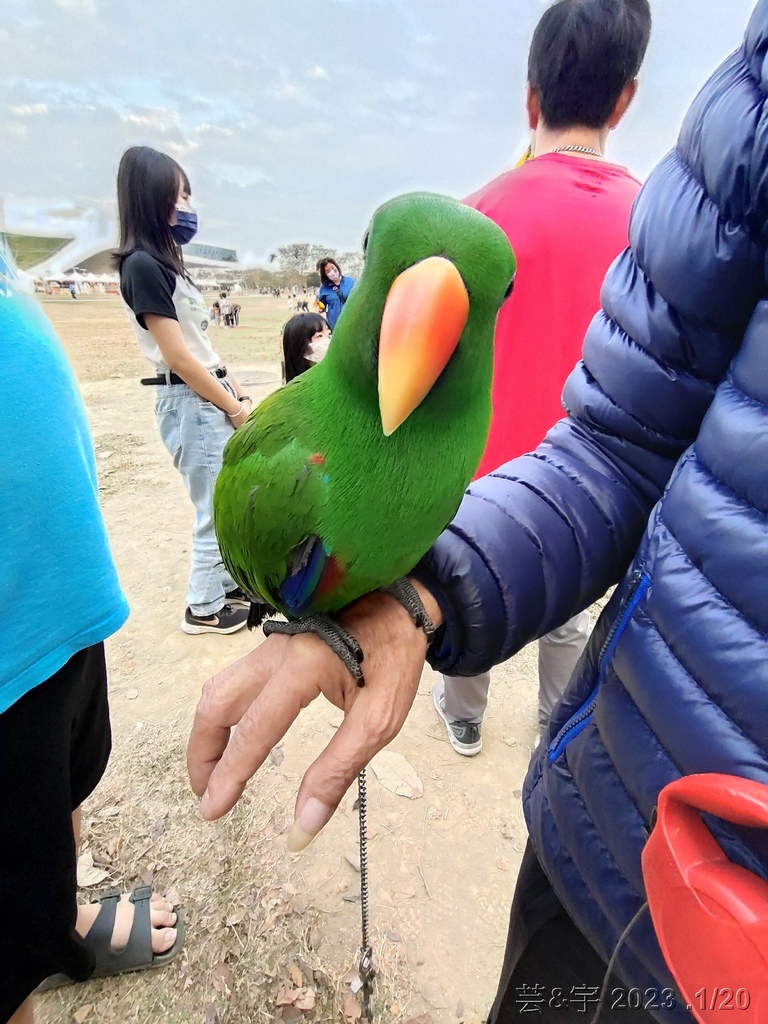 高雄鳳山.苓雅 の 衛武營都會公園巧遇鸚鵡鳥聚