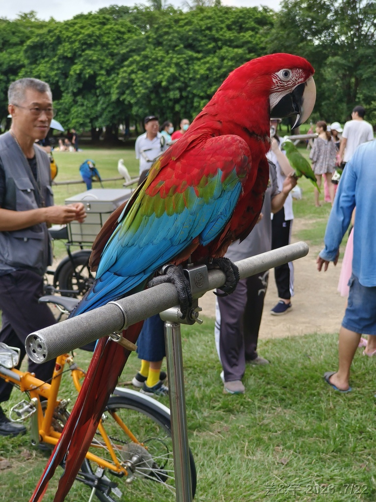 高雄鳳山.苓雅 の 衛武營都會公園巧遇鸚鵡鳥聚