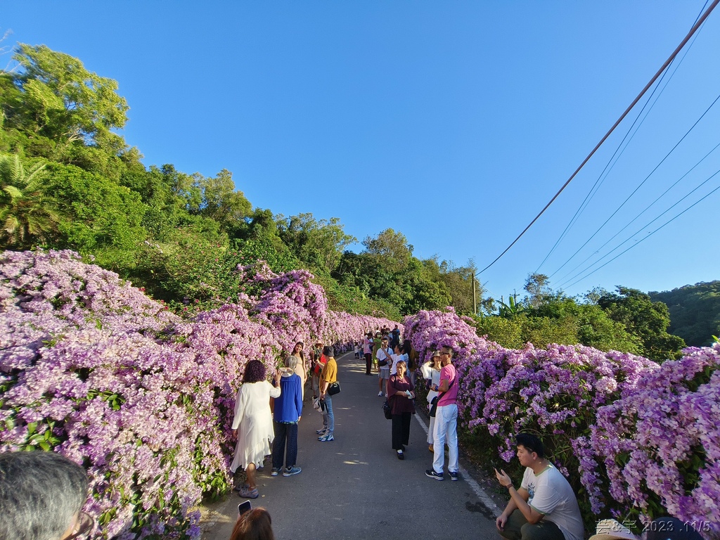 苗栗通霄 の 楓樹里賞藤香蒜花瀑