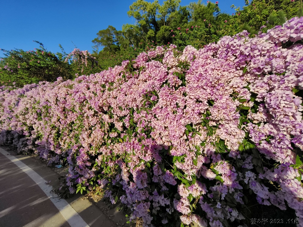 苗栗通霄 の 楓樹里賞藤香蒜花瀑