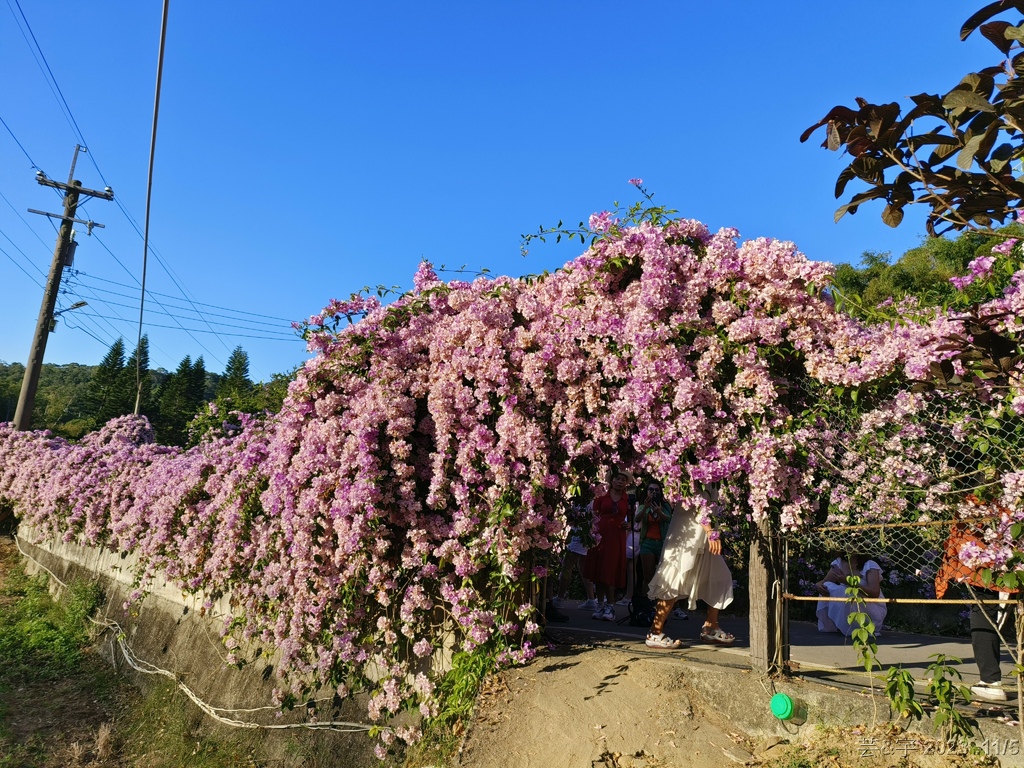 苗栗通霄 の 楓樹里賞藤香蒜花瀑