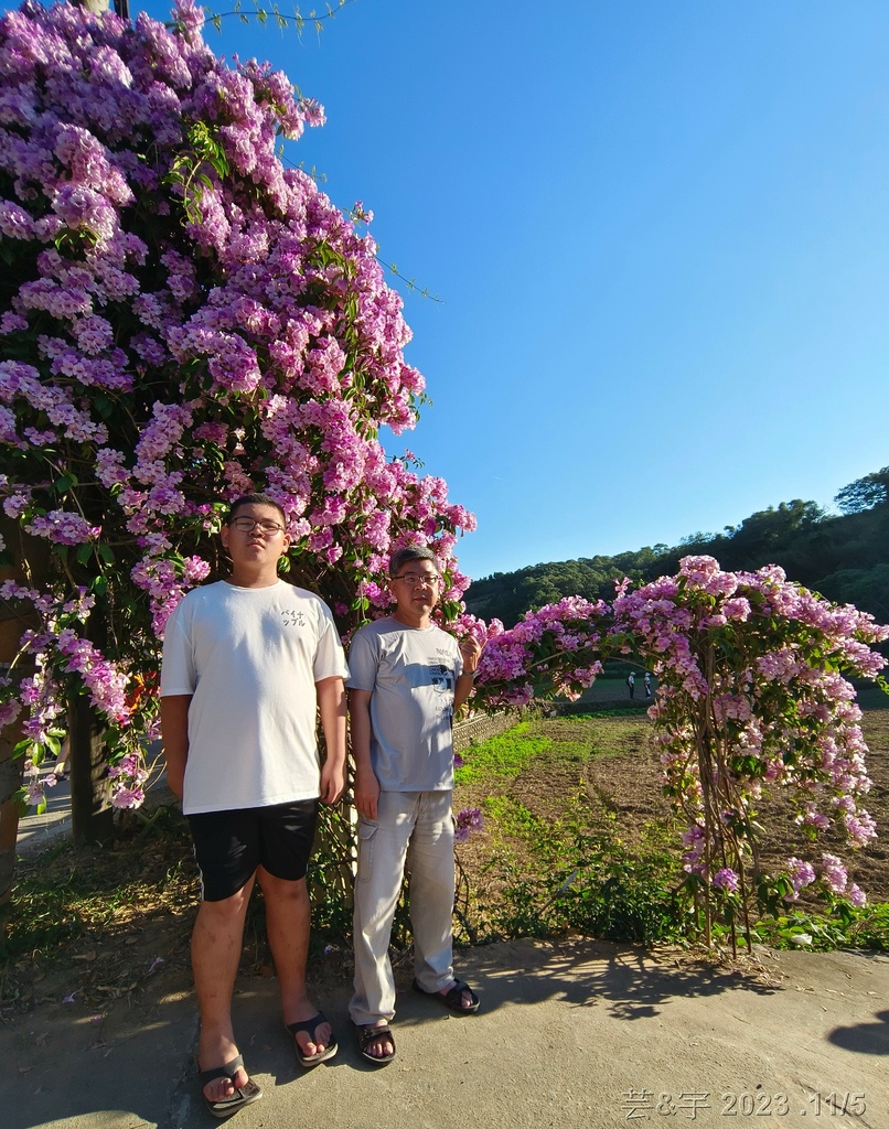 苗栗通霄 の 楓樹里賞藤香蒜花瀑