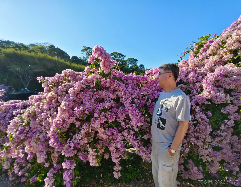 苗栗通霄 の 楓樹里賞藤香蒜花瀑