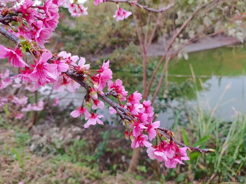 新竹關西 の 關西櫻花秘境 & 關西紅豆餅 & 關西牛肉捲餅