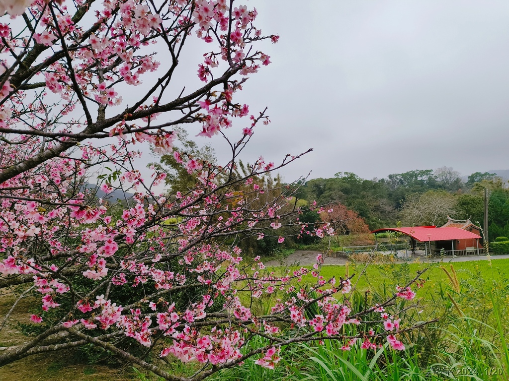 新竹關西 の 關西櫻花秘境 & 關西紅豆餅 & 關西牛肉捲餅