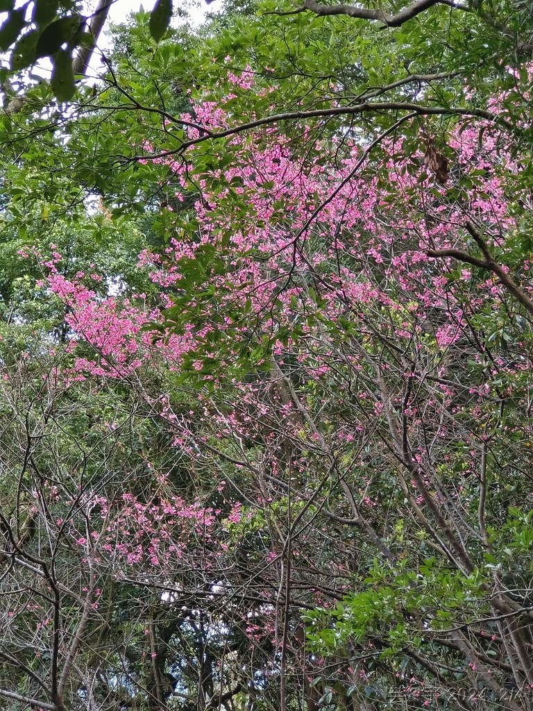 桃園虎頭山公園 の 虎頭山南南峰 & 虎頭山南峰 & 三分山