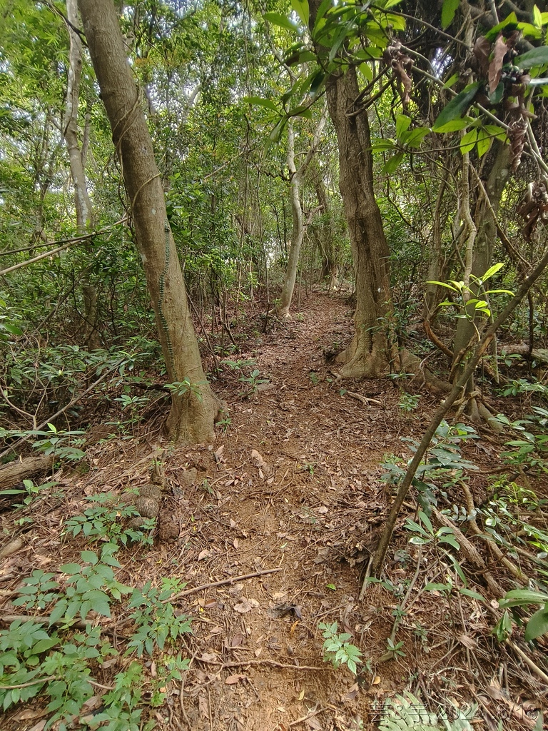 新竹芎林 の 三段崎古道 & 石頭坑山西南峰 & 石頭坑山