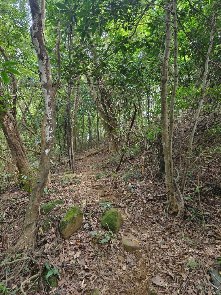 新竹芎林 の 三段崎古道 & 石頭坑山西南峰 & 石頭坑山