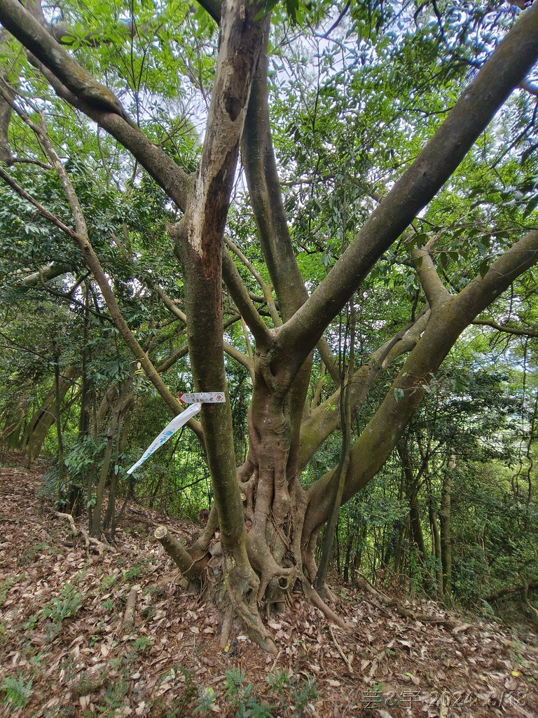 新竹芎林 の 三段崎古道 & 石頭坑山西南峰 & 石頭坑山