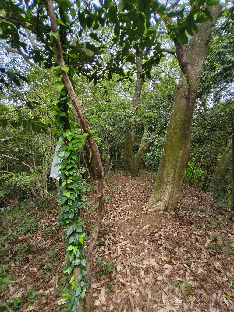 新竹芎林 の 三段崎古道 & 石頭坑山西南峰 & 石頭坑山
