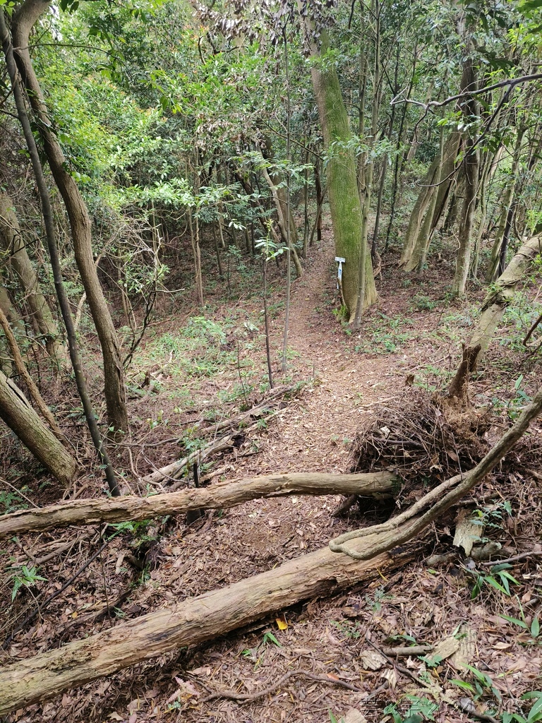 新竹芎林 の 三段崎古道 & 石頭坑山西南峰 & 石頭坑山
