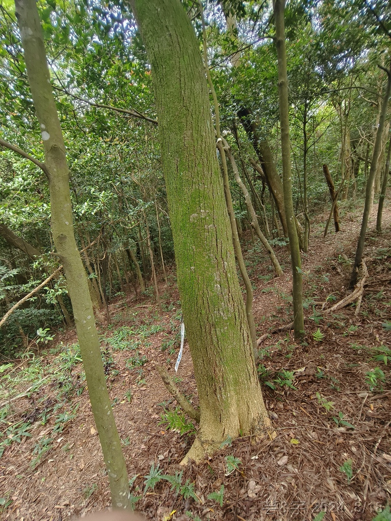 新竹芎林 の 三段崎古道 & 石頭坑山西南峰 & 石頭坑山