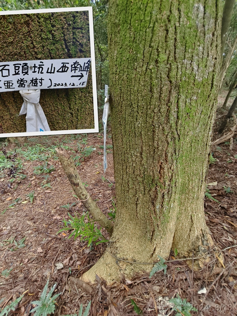 新竹芎林 の 三段崎古道 & 石頭坑山西南峰 & 石頭坑山