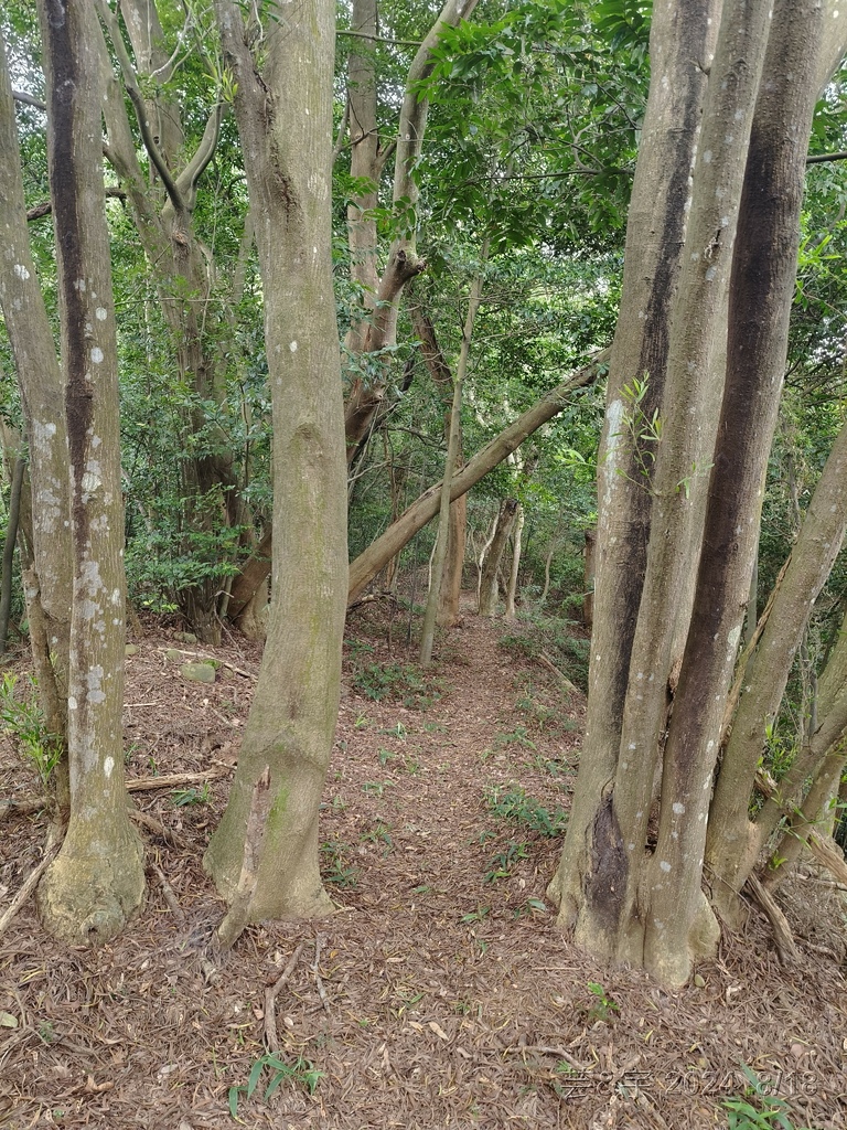 新竹芎林 の 三段崎古道 & 石頭坑山西南峰 & 石頭坑山