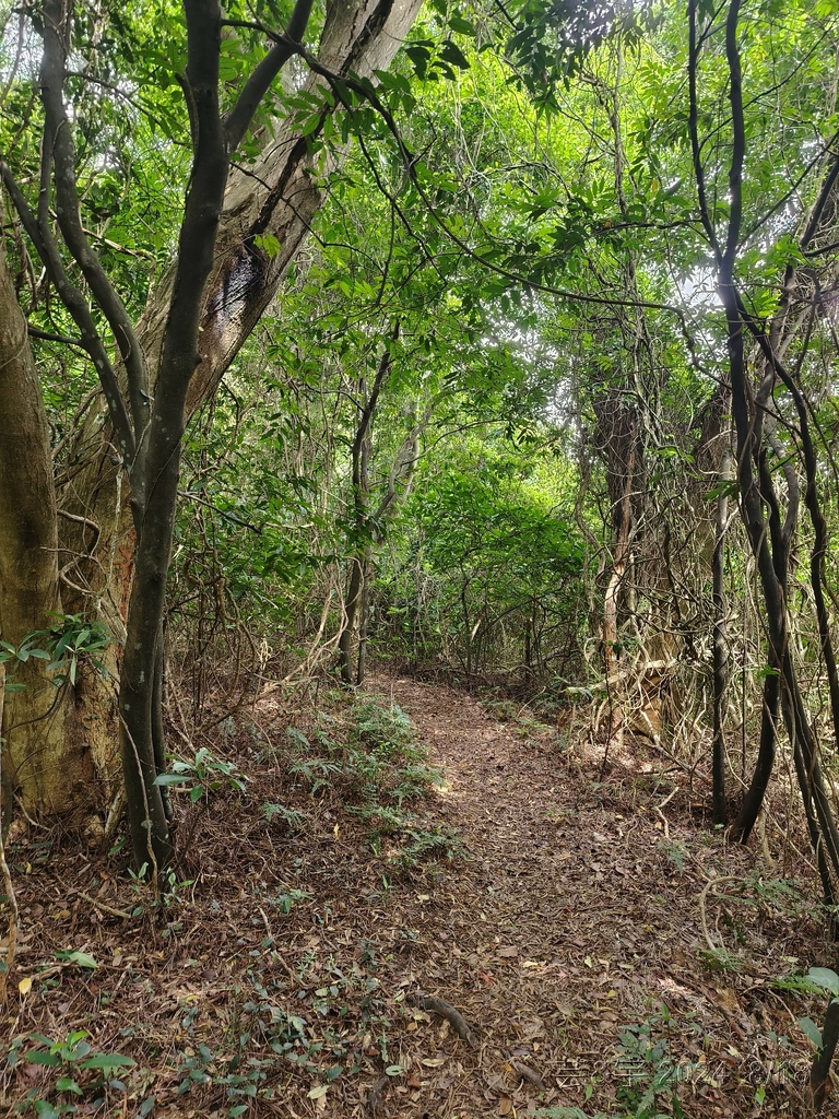 新竹芎林 の 三段崎古道 & 石頭坑山西南峰 & 石頭坑山