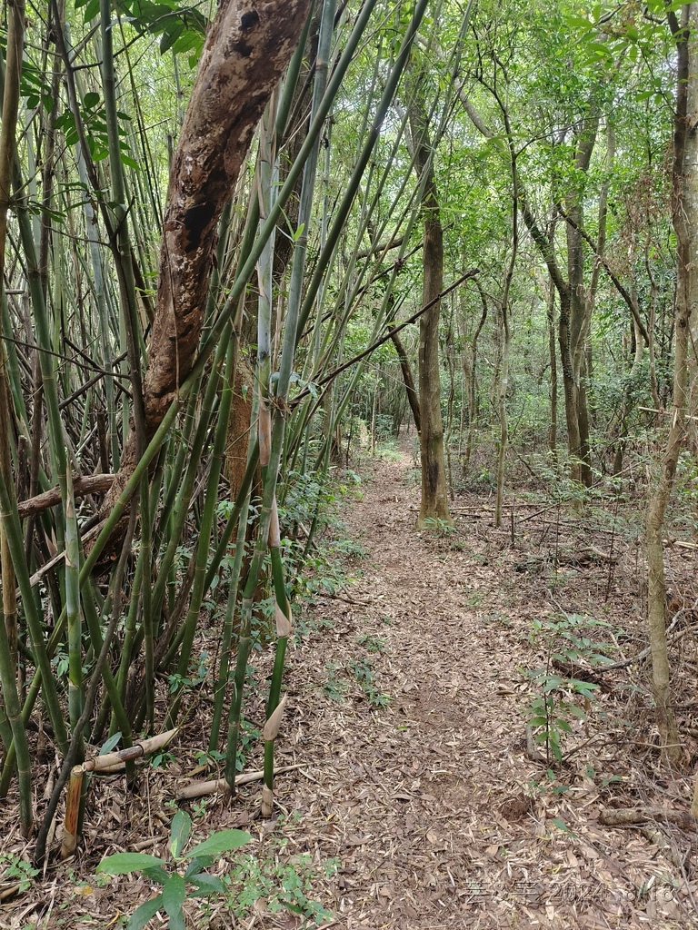 新竹芎林 の 三段崎古道 & 石頭坑山西南峰 & 石頭坑山