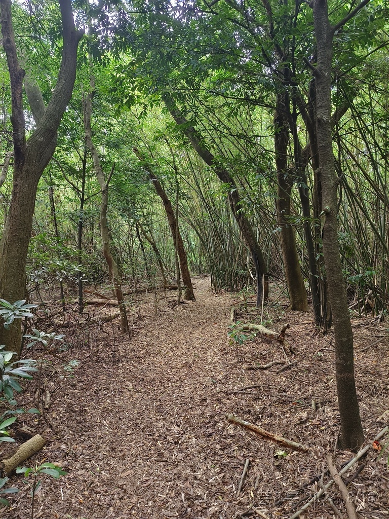 新竹芎林 の 三段崎古道 & 石頭坑山西南峰 & 石頭坑山