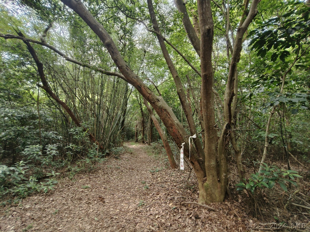 新竹芎林 の 三段崎古道 & 石頭坑山西南峰 & 石頭坑山