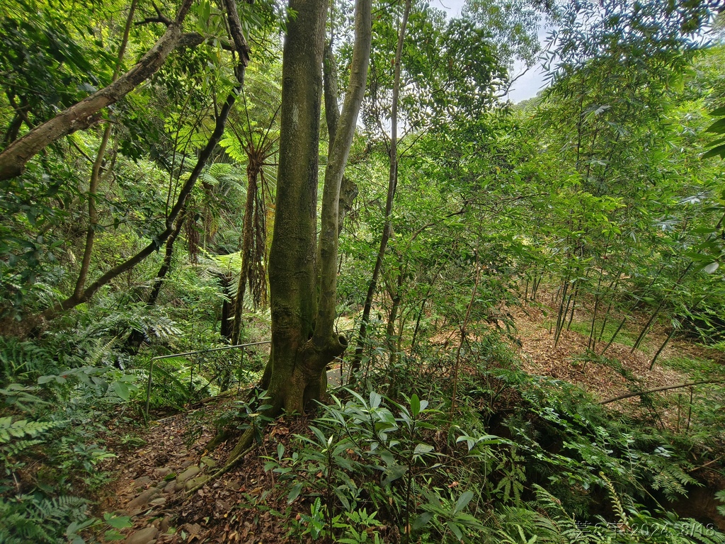 新竹芎林 の 三段崎古道 & 石頭坑山西南峰 & 石頭坑山