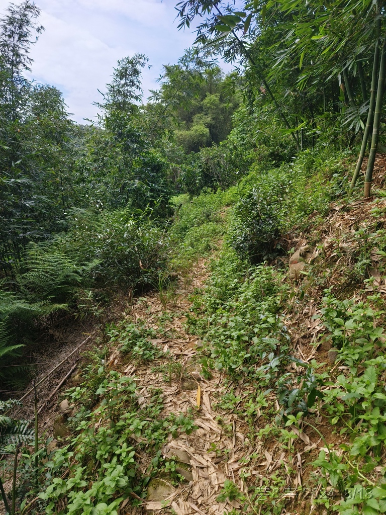 新竹芎林 の 三段崎古道 & 石頭坑山西南峰 & 石頭坑山