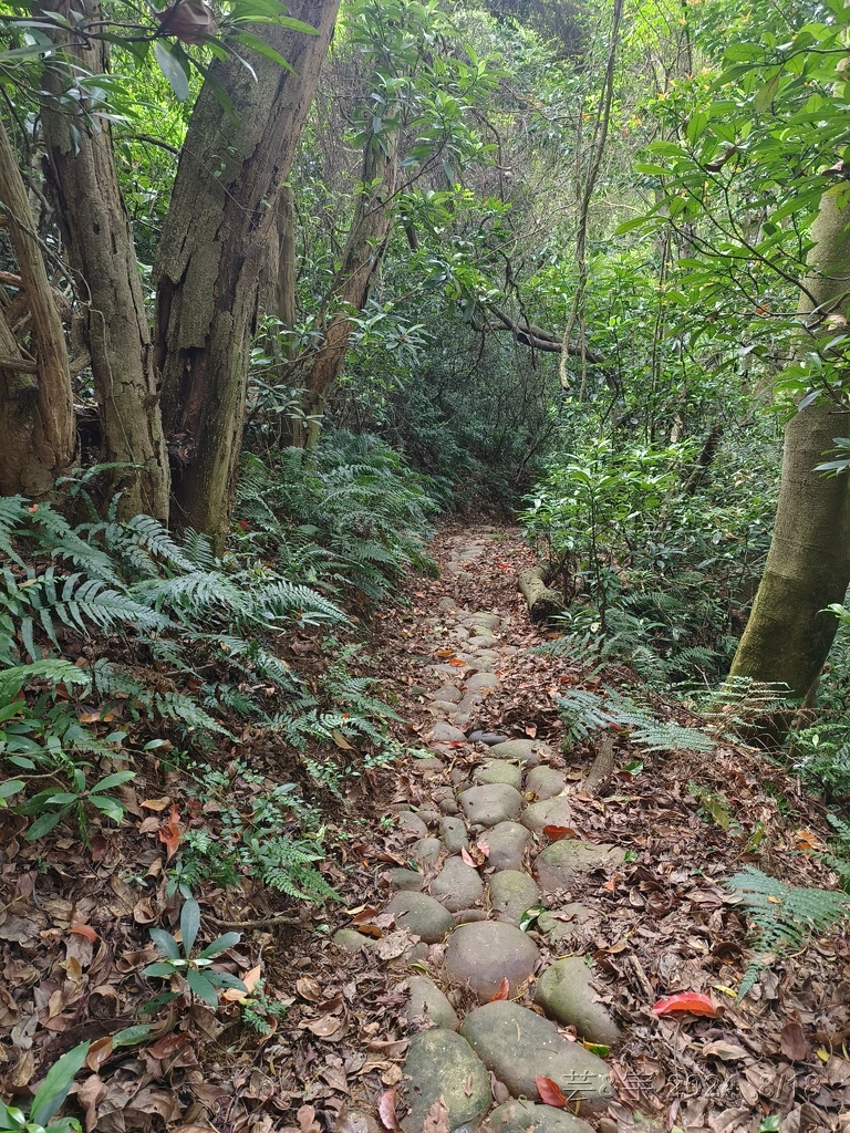 新竹芎林 の 三段崎古道 & 石頭坑山西南峰 & 石頭坑山