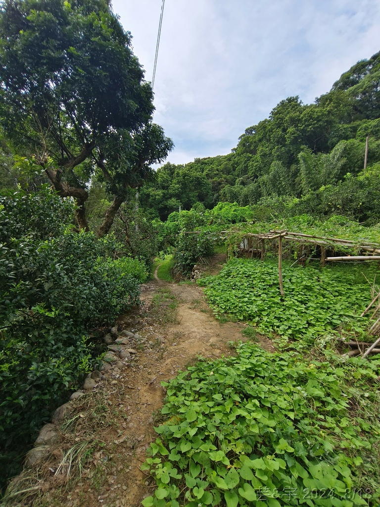 新竹芎林 の 三段崎古道 & 石頭坑山西南峰 & 石頭坑山
