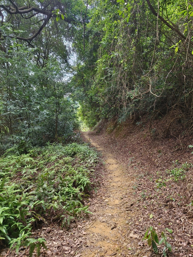 新竹芎林 の 三段崎古道 & 石頭坑山西南峰 & 石頭坑山