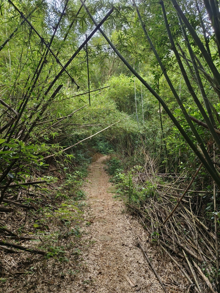 新竹芎林 の 三段崎古道 & 石頭坑山西南峰 & 石頭坑山
