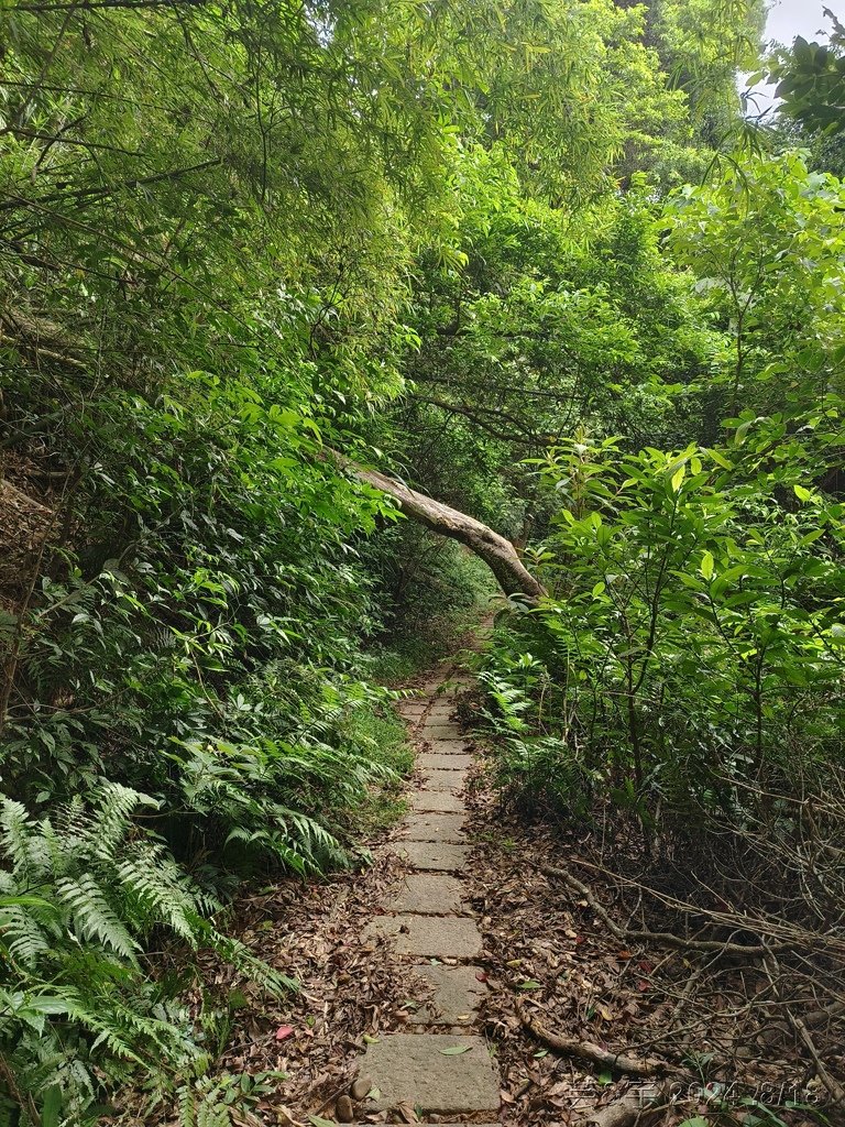 新竹芎林 の 三段崎古道 & 石頭坑山西南峰 & 石頭坑山