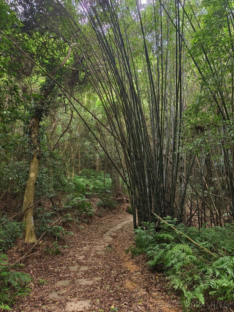新竹芎林 の 三段崎古道 & 石頭坑山西南峰 & 石頭坑山