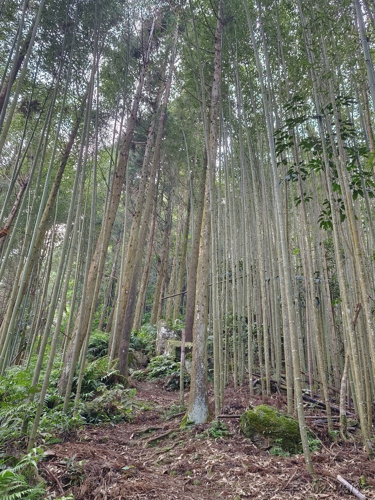新竹五峰 の 鬼澤山 & 鬼澤山西峰  ~泰雅族的聖山~