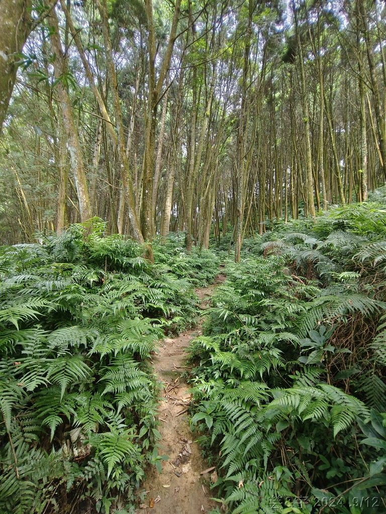 新竹五峰 の 鬼澤山 & 鬼澤山西峰  ~泰雅族的聖山~