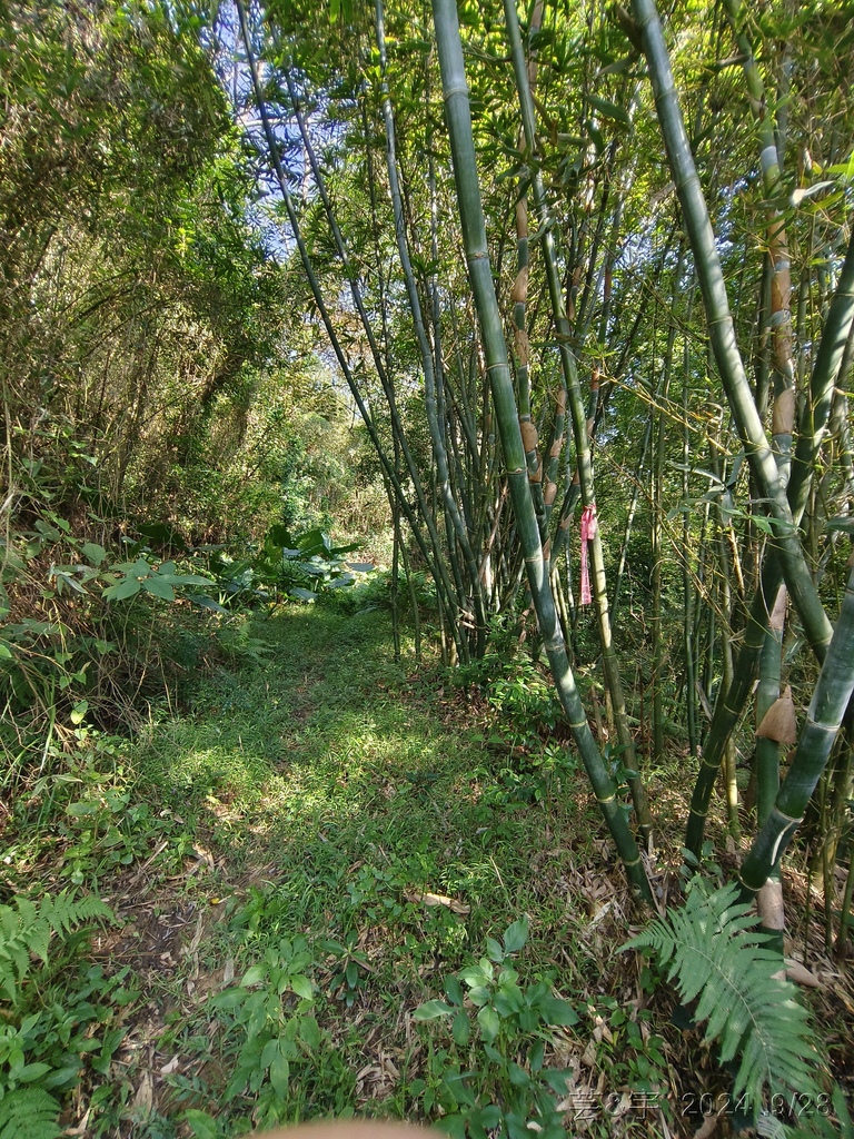 新竹竹東.寶山 の 柯子湖山古道 & 柯子湖山