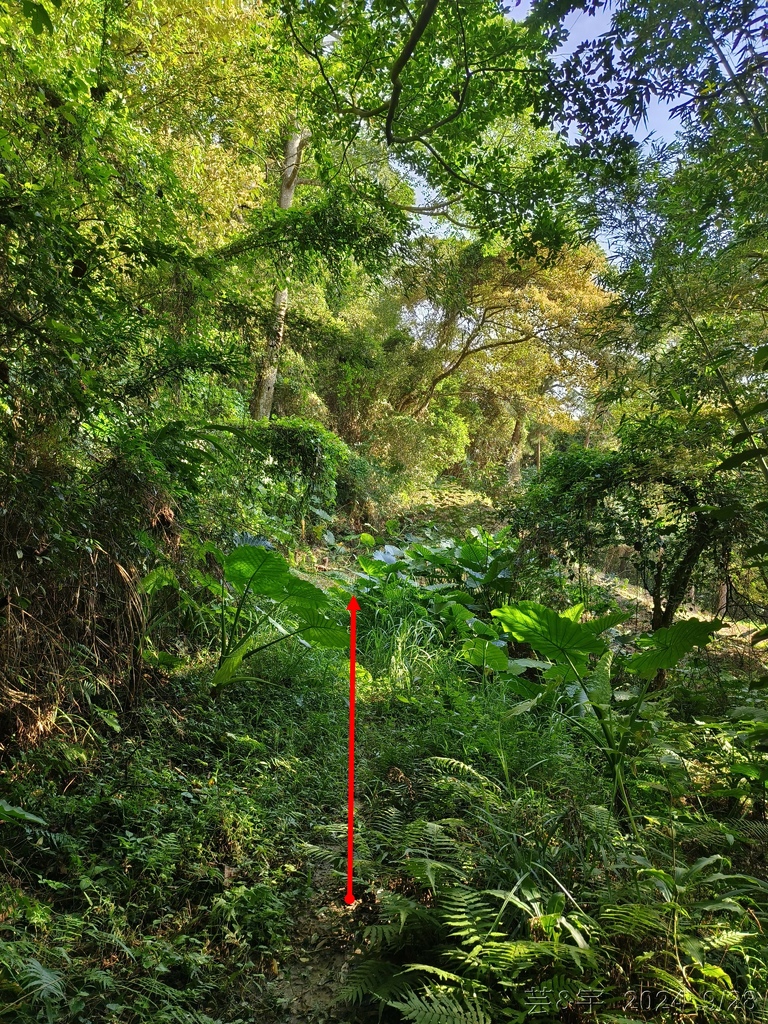 新竹竹東.寶山 の 柯子湖山古道 & 柯子湖山