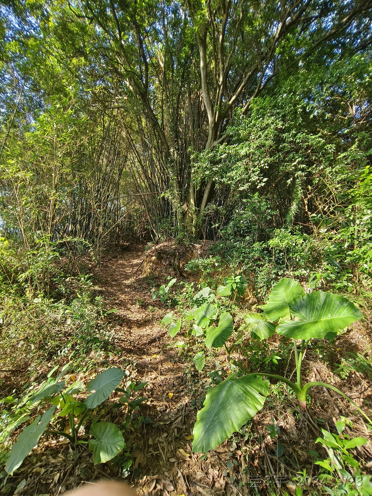 新竹竹東.寶山 の 柯子湖山古道 & 柯子湖山