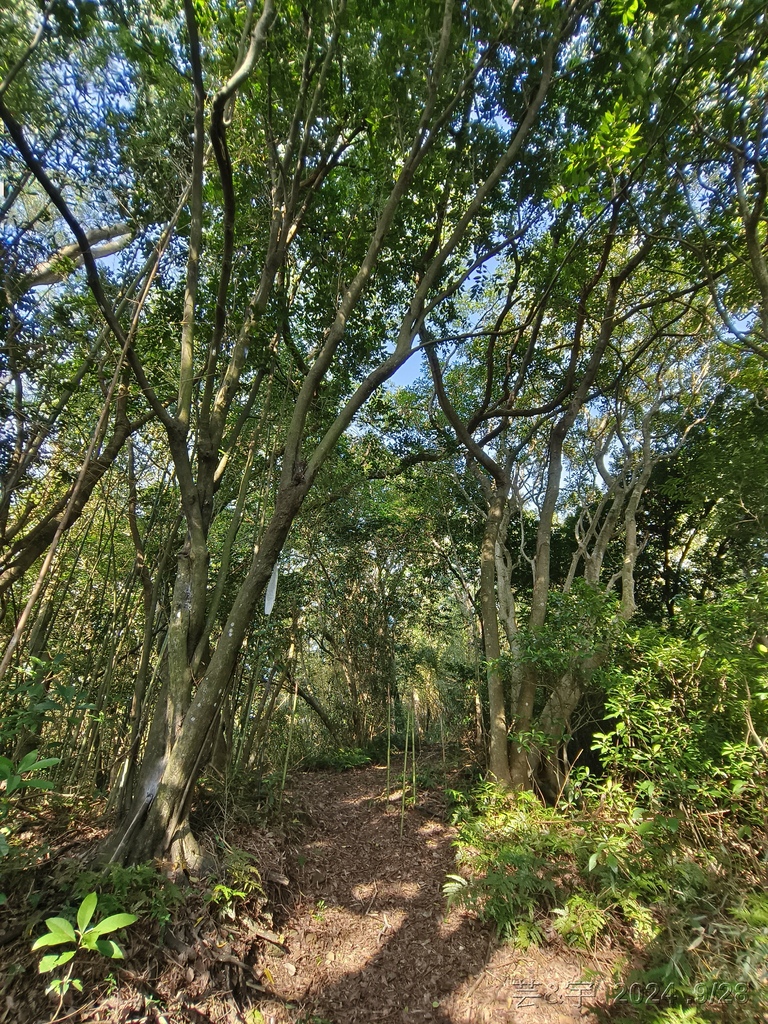 新竹竹東.寶山 の 柯子湖山古道 & 柯子湖山