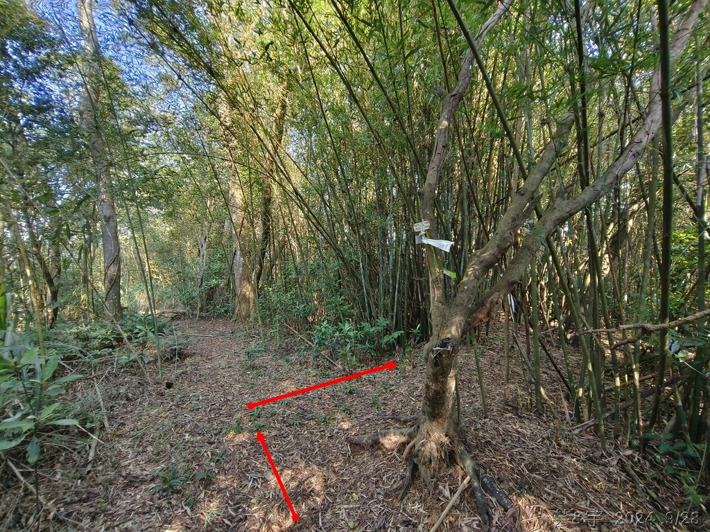 新竹竹東.寶山 の 柯子湖山古道 & 柯子湖山